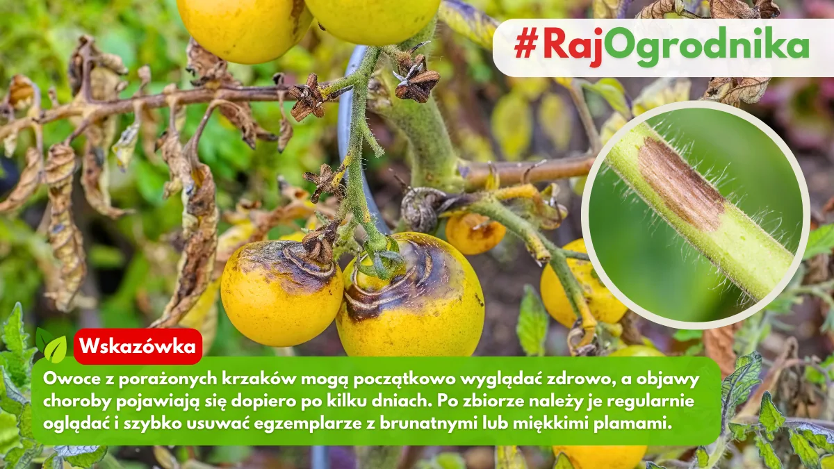 Jak wyglądają owoce pomidora porażone zarazą ziemniaczaną blog rajogrodnika